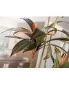 DRACENA ROJA-PLANTA ARTIFICIAL H220